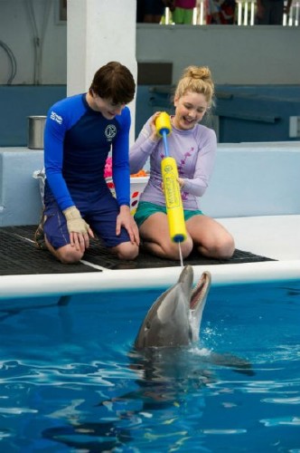 История дельфина 2 / Dolphin Tale 2 (2014)
